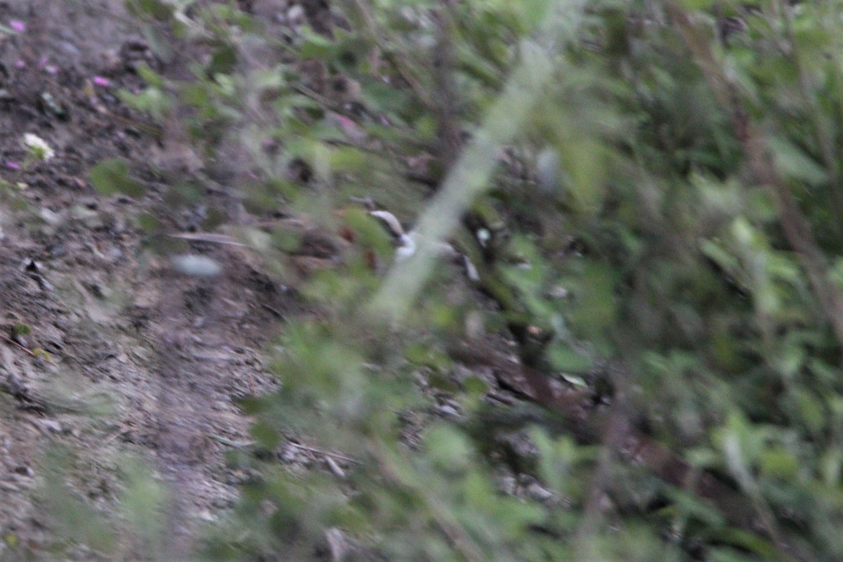 White-capped Bunting - ML475544321