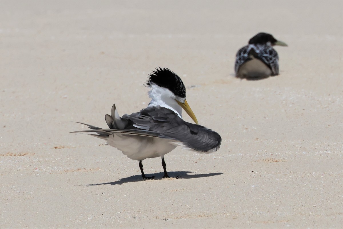 Great Crested Tern - Mark and Angela McCaffrey