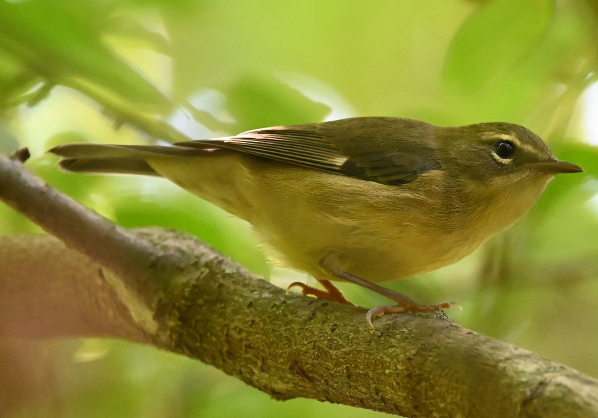 Black-throated Blue Warbler - ML475545001