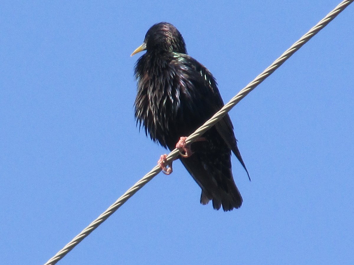 European Starling - ML47554591