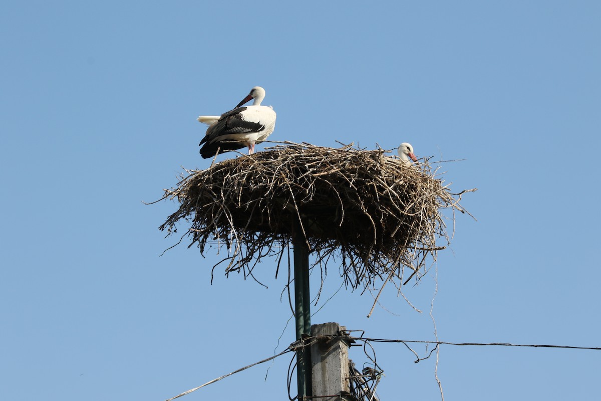 White Stork - Mathieu Soetens