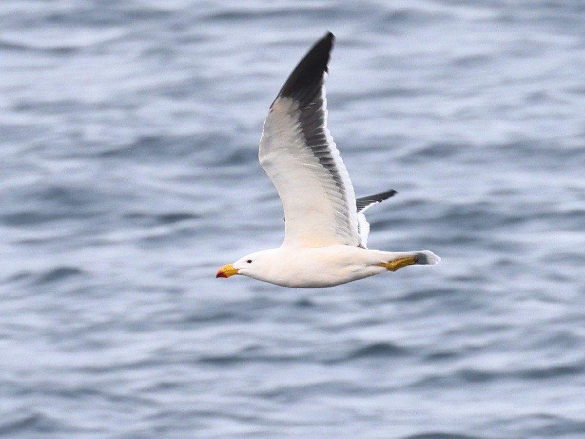 Pacific Gull - ML475546731