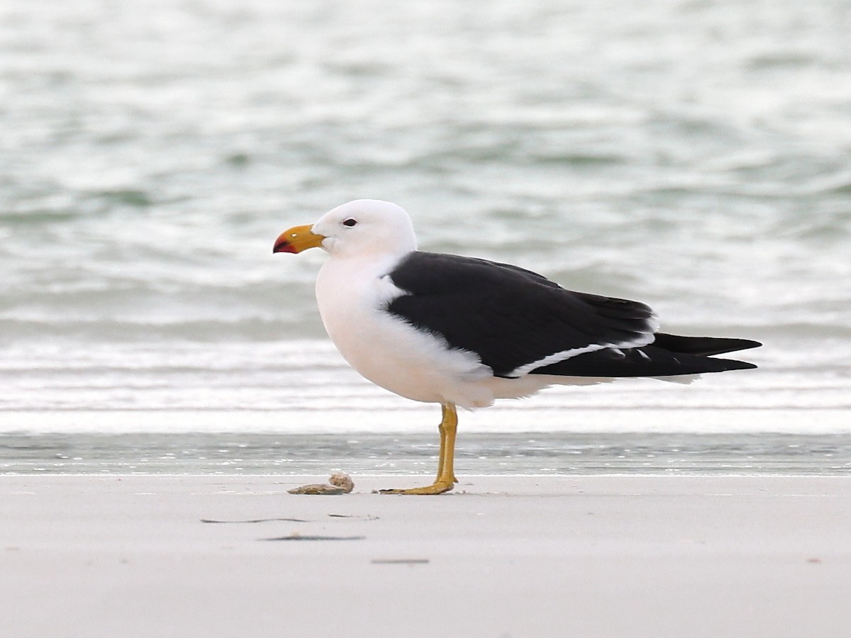 Pacific Gull - ML475546761