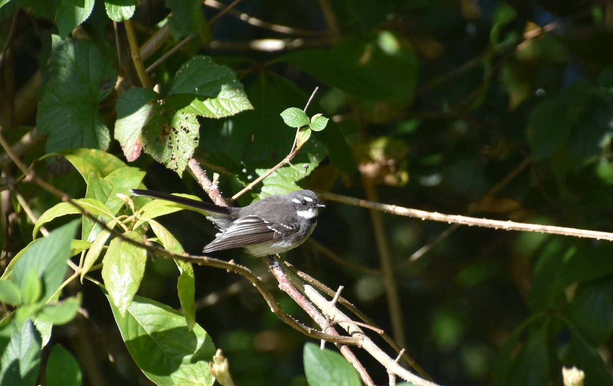 Gray Fantail - ML475546861