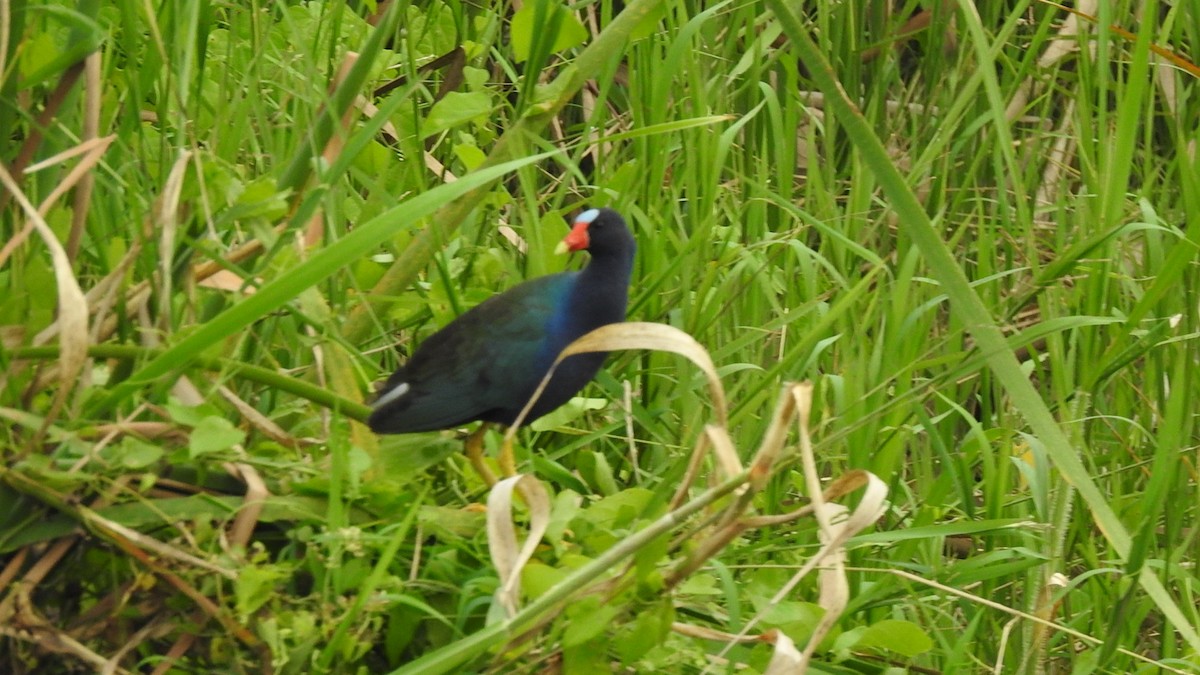 Purple Gallinule - ML475547541