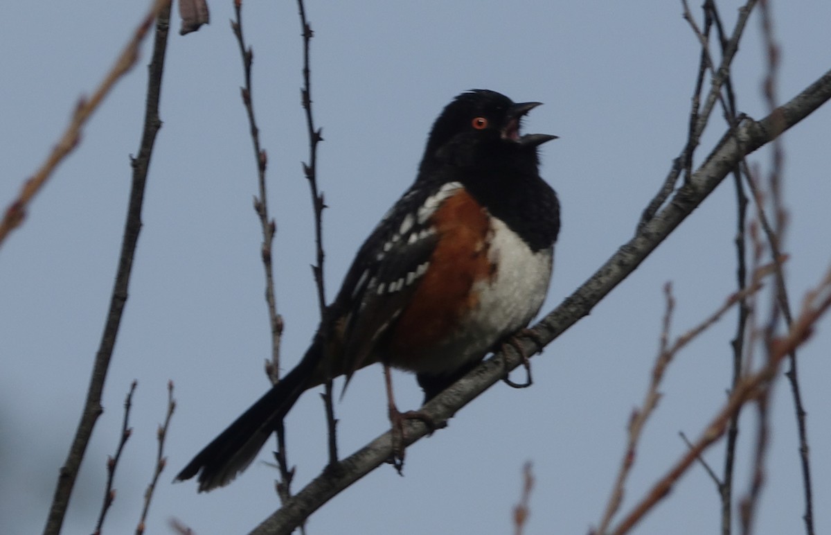 Spotted Towhee - ML47554791