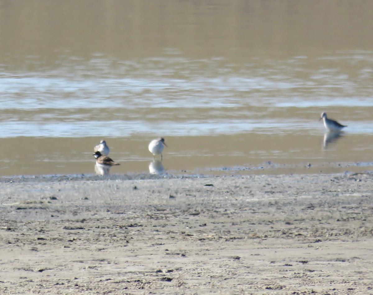 Semipalmated Plover - ML475548021