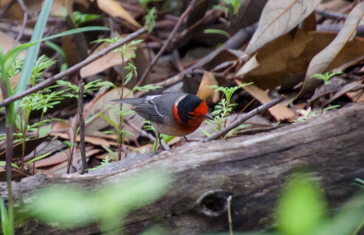 Red-faced Warbler - ML475548171