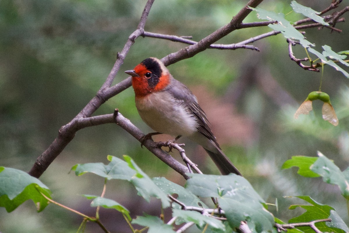 Red-faced Warbler - ML475548181