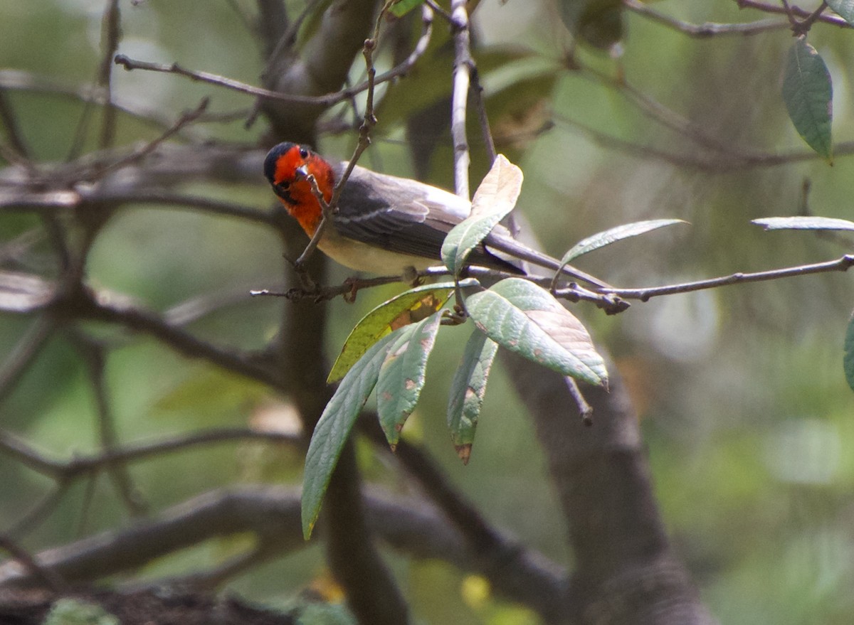 Red-faced Warbler - ML475548191