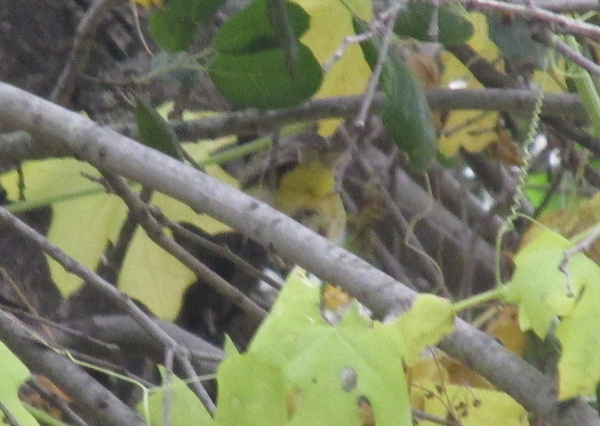 MacGillivray's Warbler - ML47554831