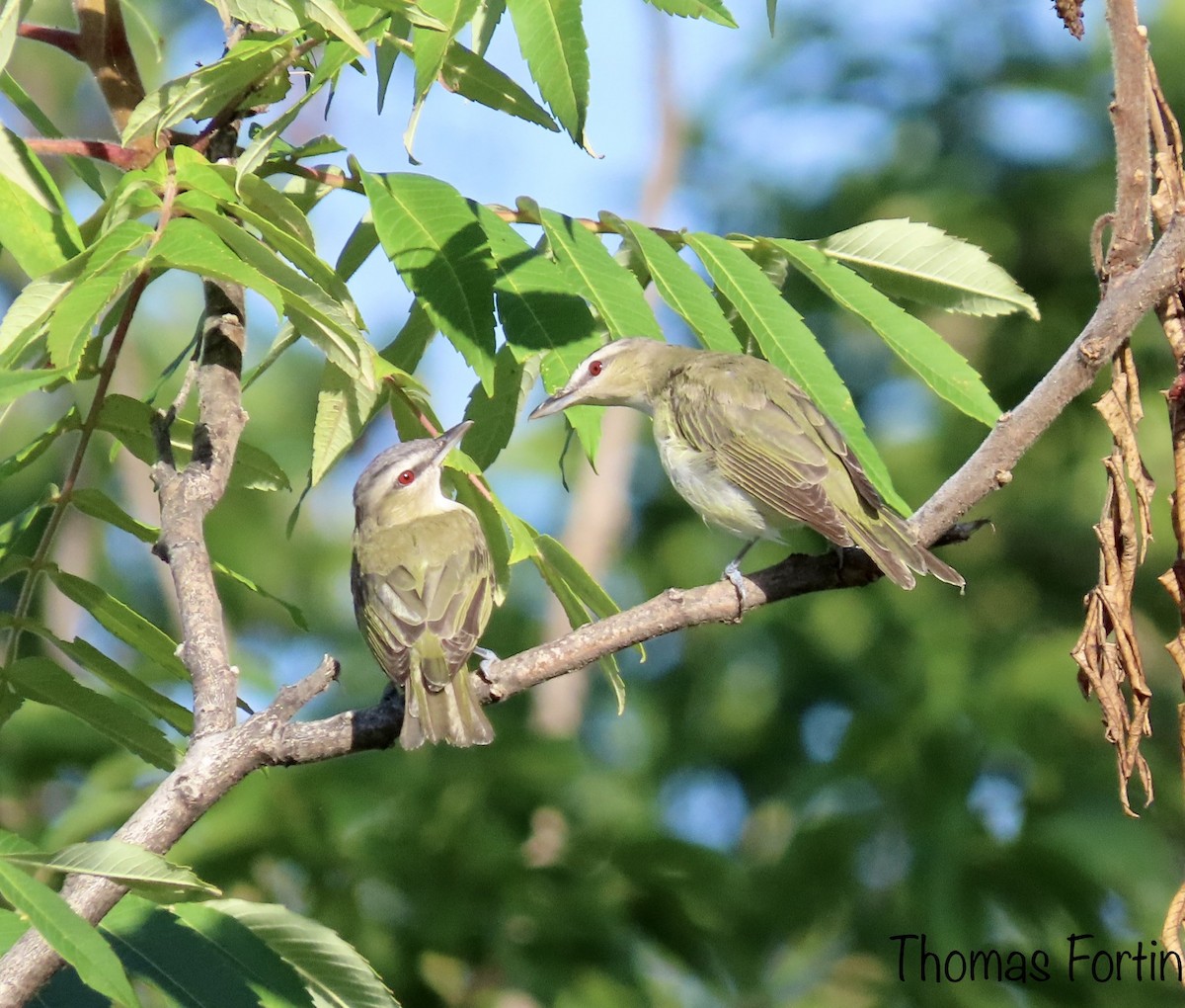 Red-eyed Vireo - ML475549011