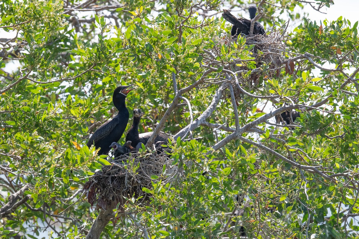 Neotropic Cormorant - ML475549301