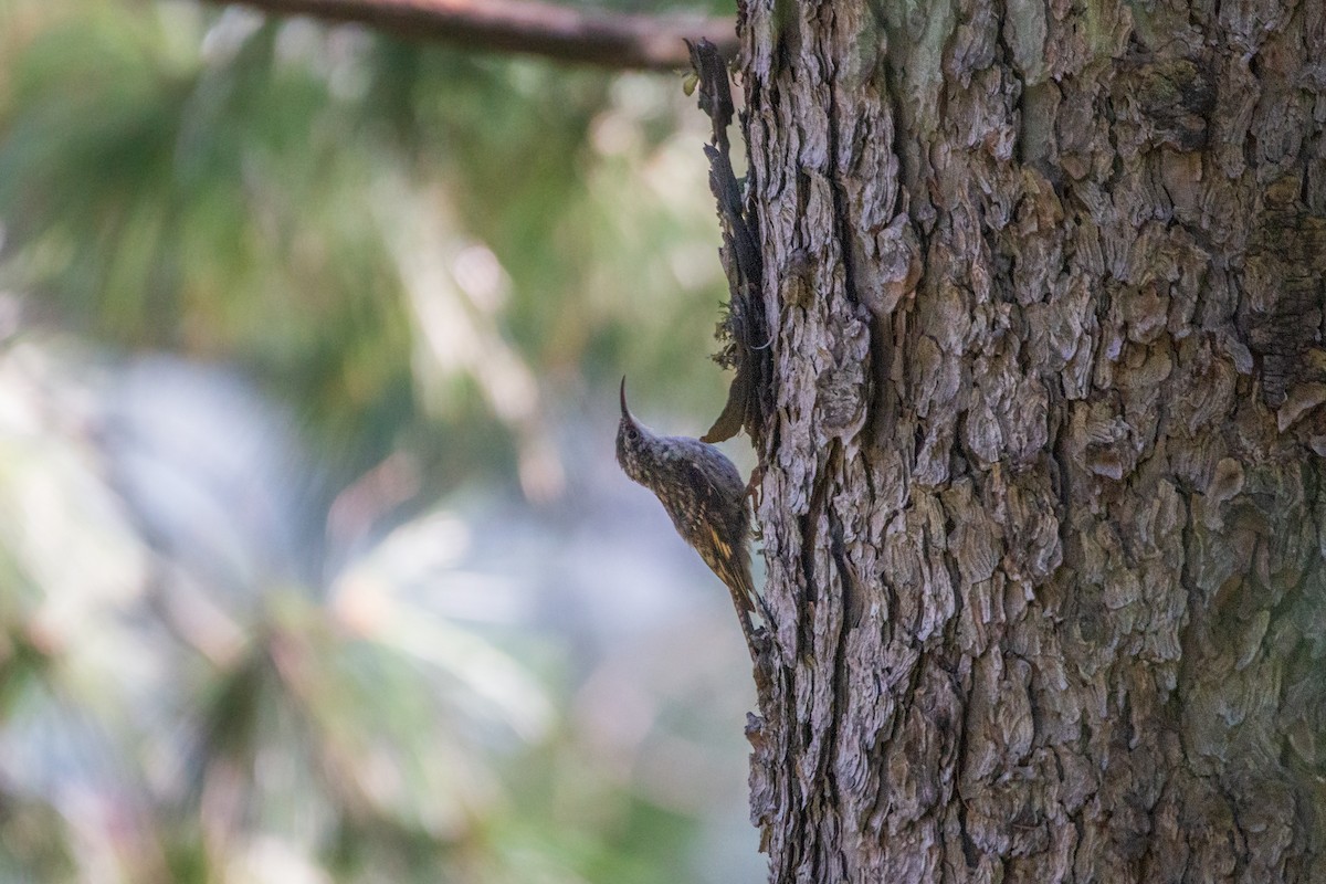 Bar-tailed Treecreeper - ML475550051