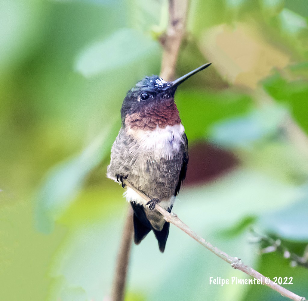 Ruby-throated Hummingbird - ML475550321
