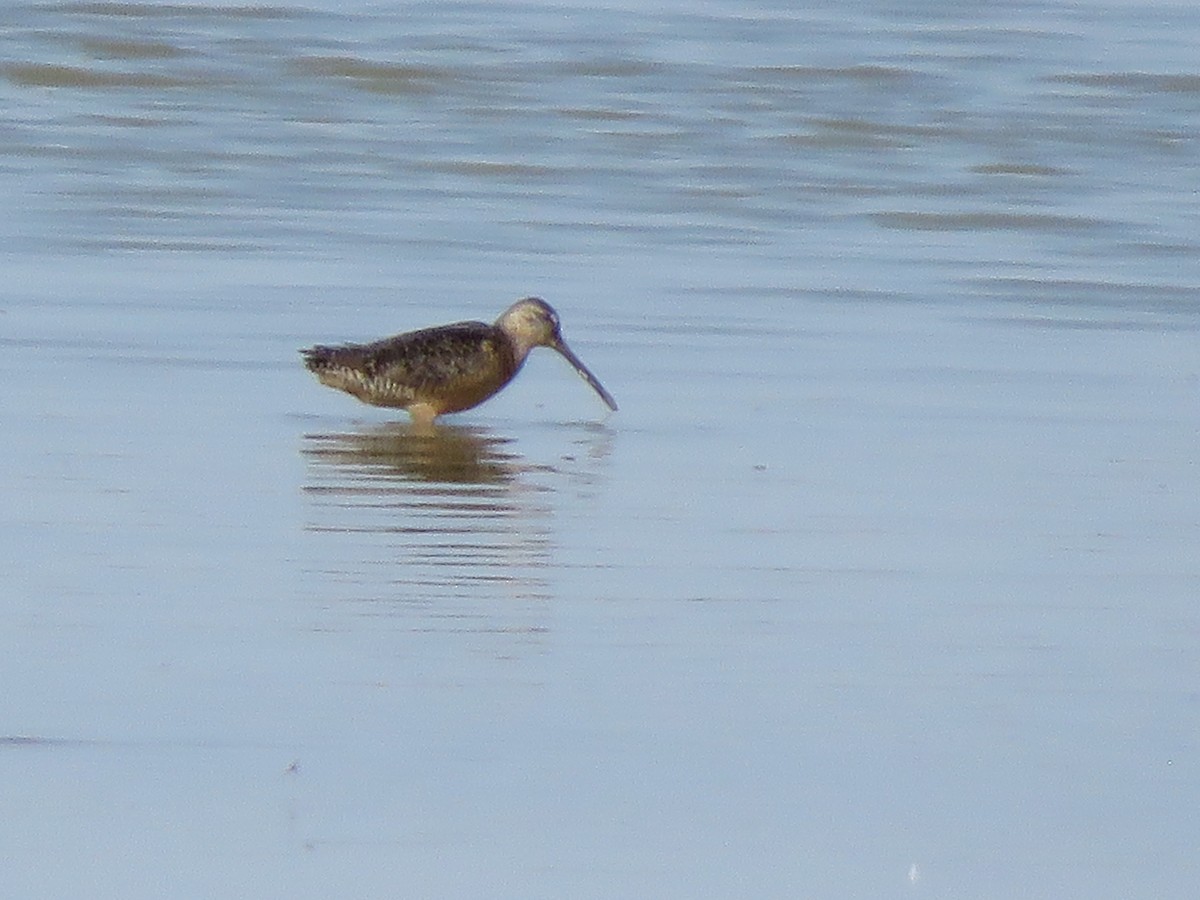 Long-billed Dowitcher - ML475550691