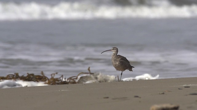 チュウシャクシギ（亜種 アメリカチュウシャクシギ） - ML475551