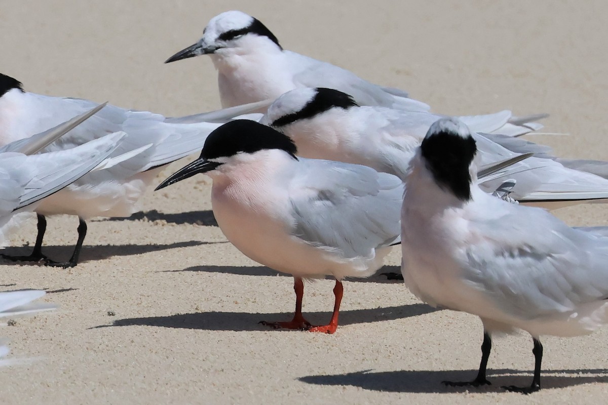 Roseate Tern - ML475551261