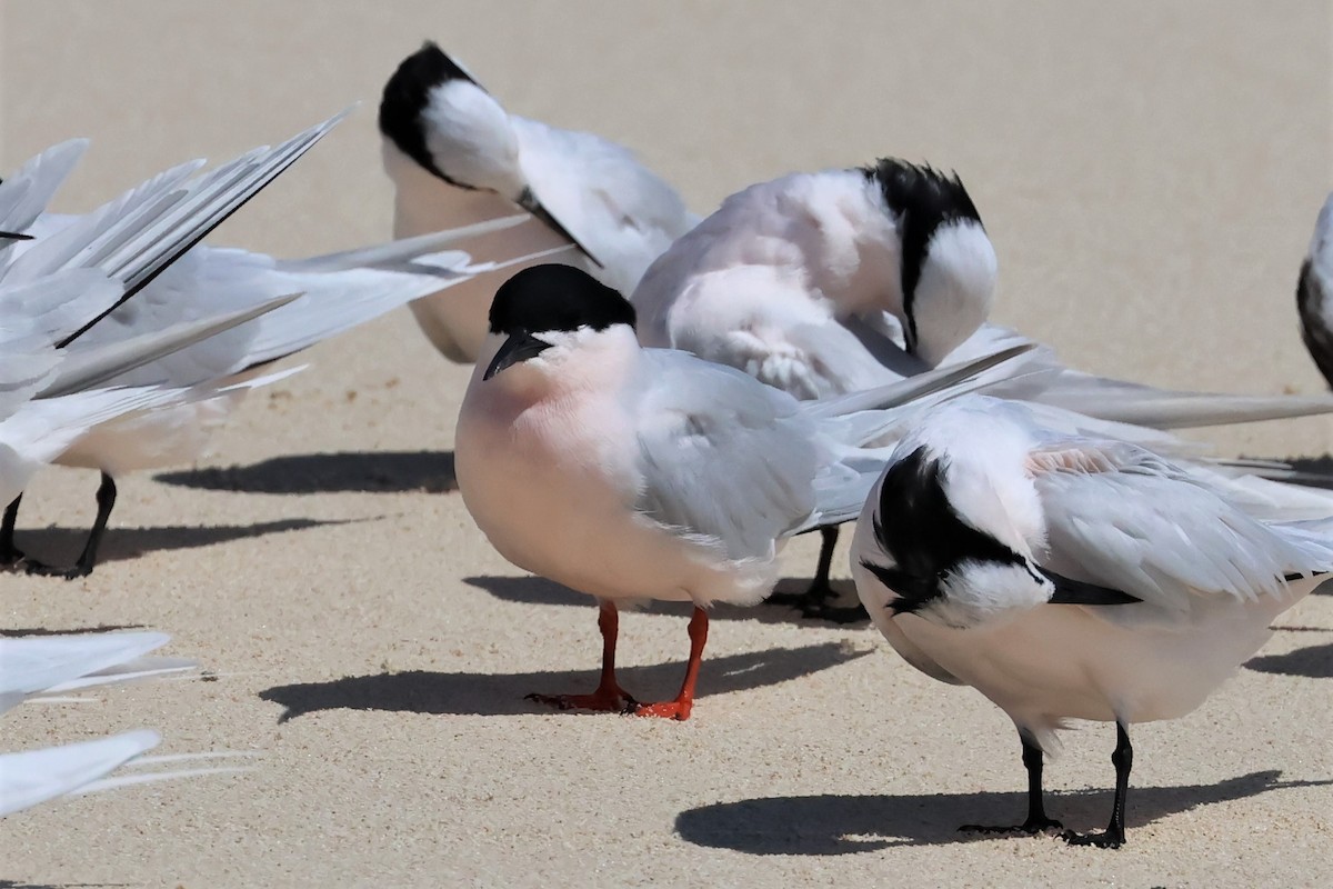 Roseate Tern - ML475551361