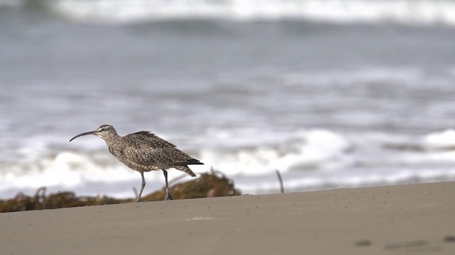 Whimbrel (Hudsonian) - ML475552