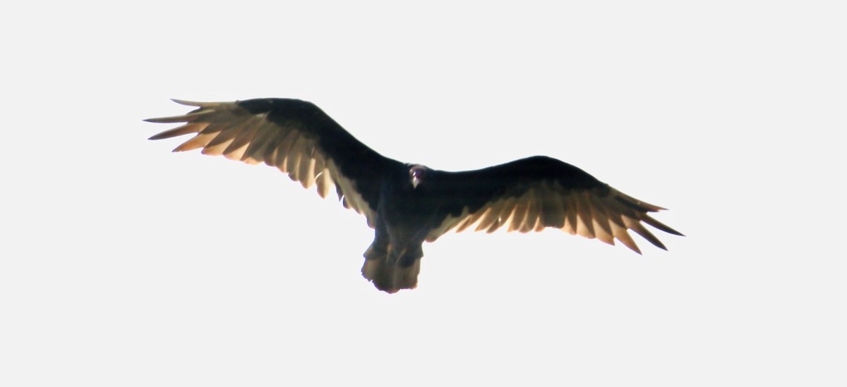 Turkey Vulture - ML475552061
