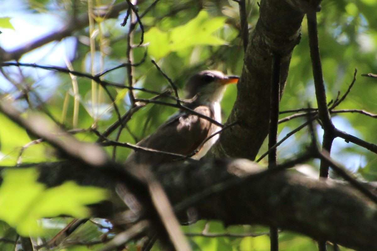 Yellow-billed Cuckoo - ML475552151