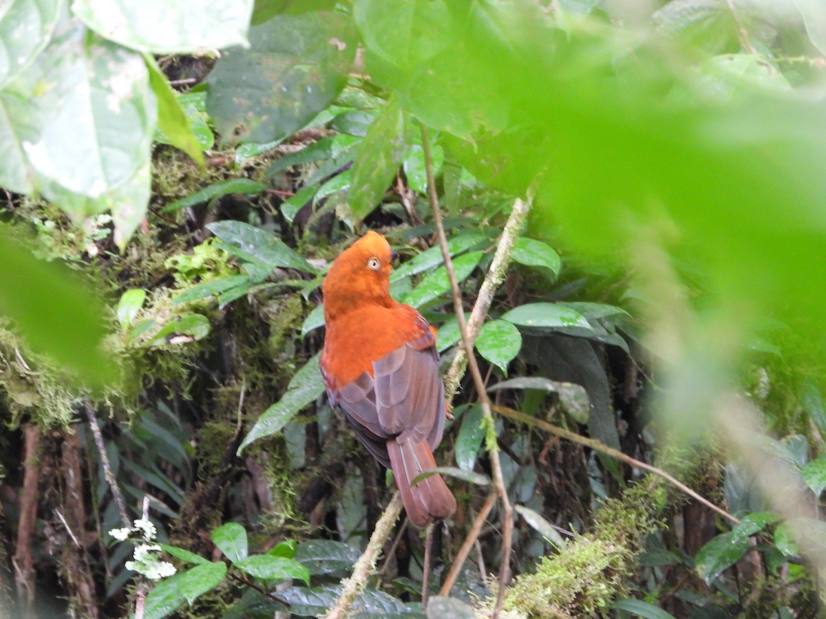 Andean Cock-of-the-rock - Jose Fernando Sanchez O.