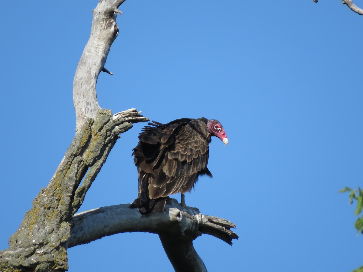 Turkey Vulture - Lisa Hoffman
