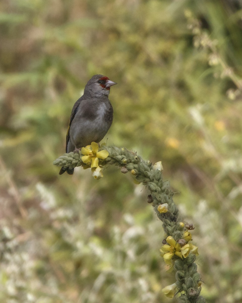 European Goldfinch - ML475554821