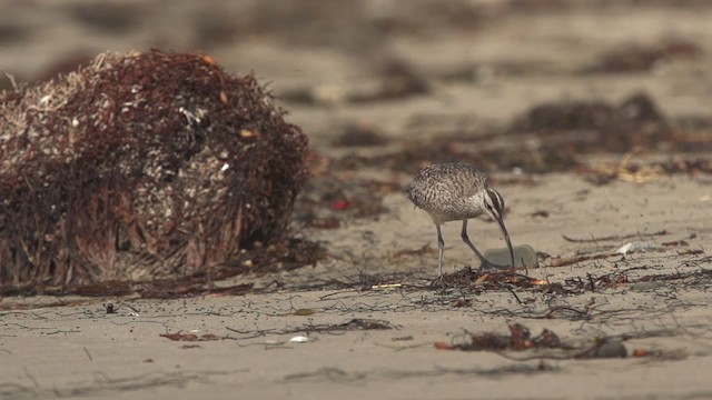 Whimbrel (Hudsonian) - ML475555