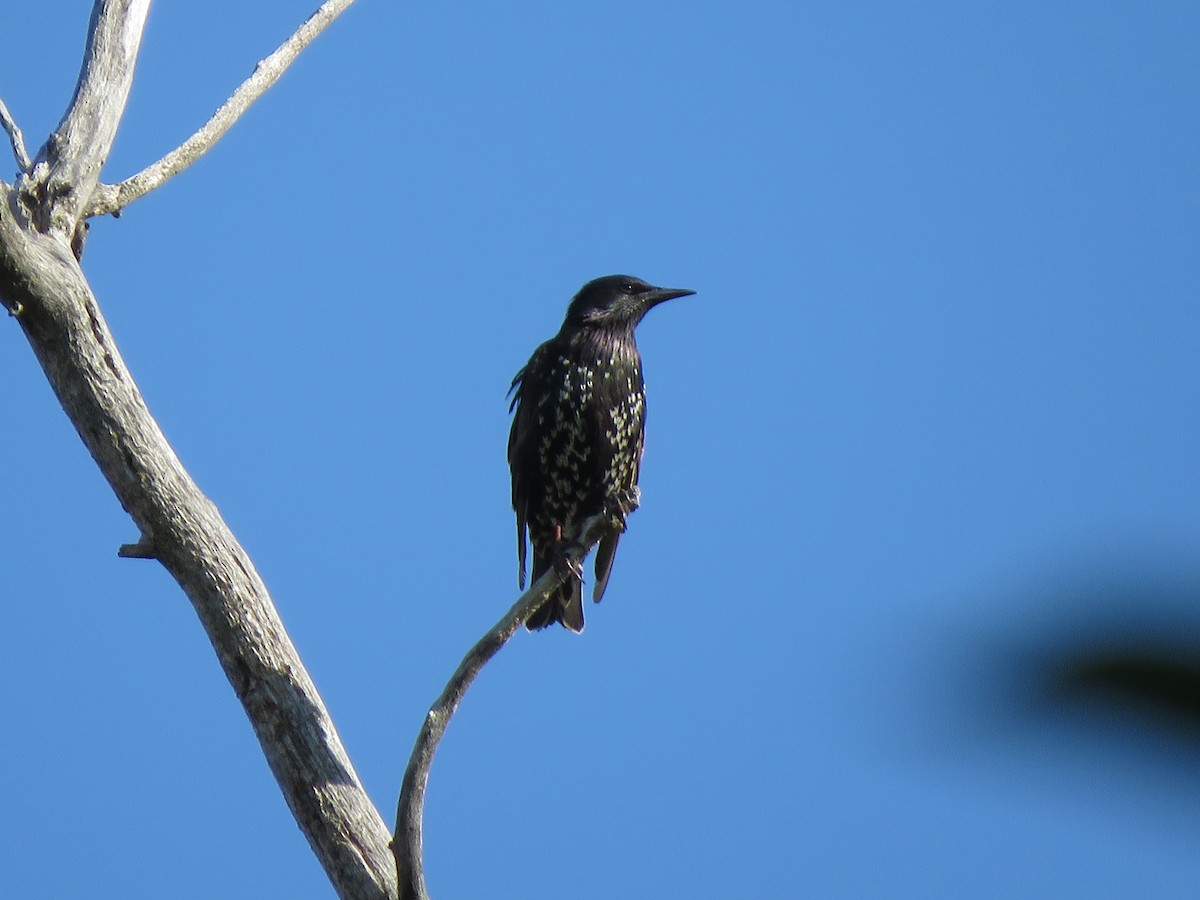 European Starling - ML475555031