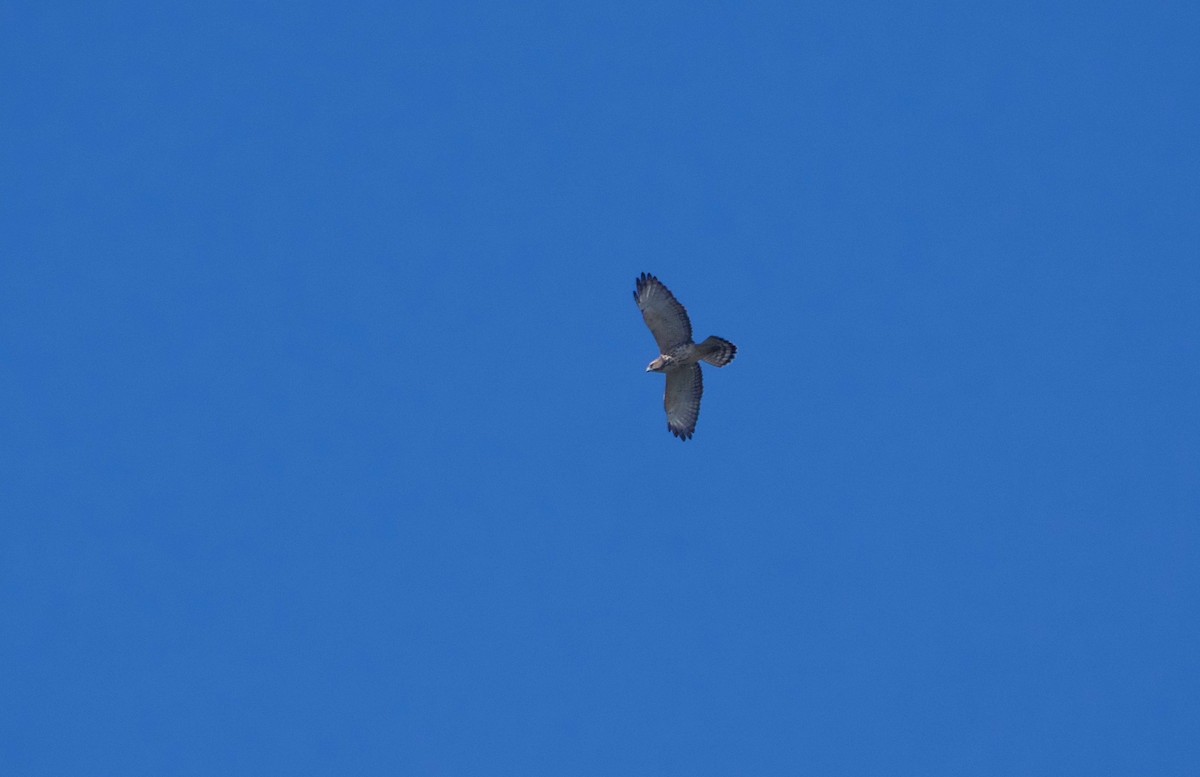 Broad-winged Hawk - Gautam Apte