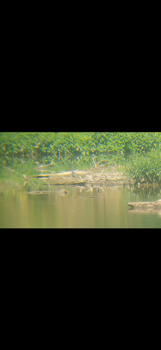 Green Heron - Emerson Lisboa