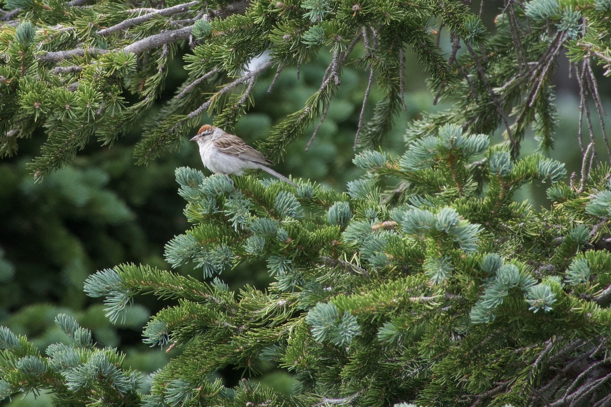 Chipping Sparrow - ML475557841