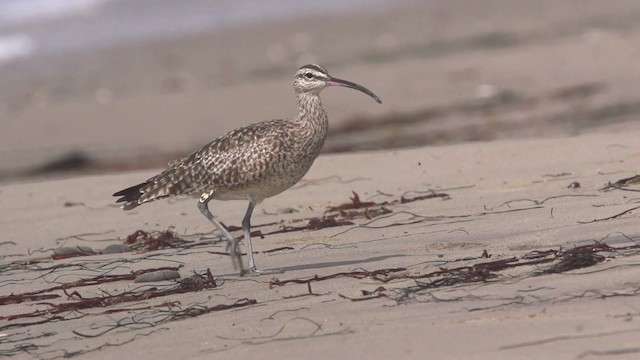 Whimbrel (Hudsonian) - ML475558