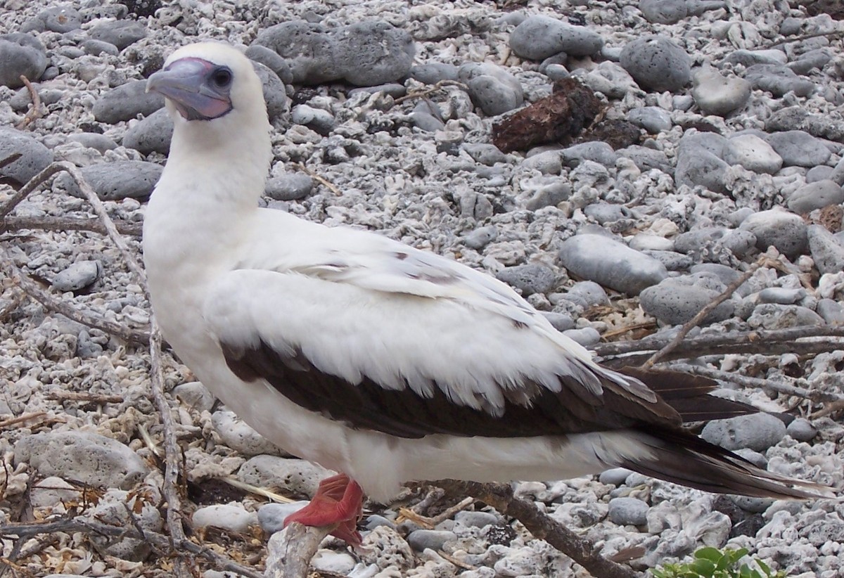 Red-footed Booby - Kimberly Rohling