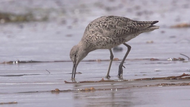 Willet - ML475559