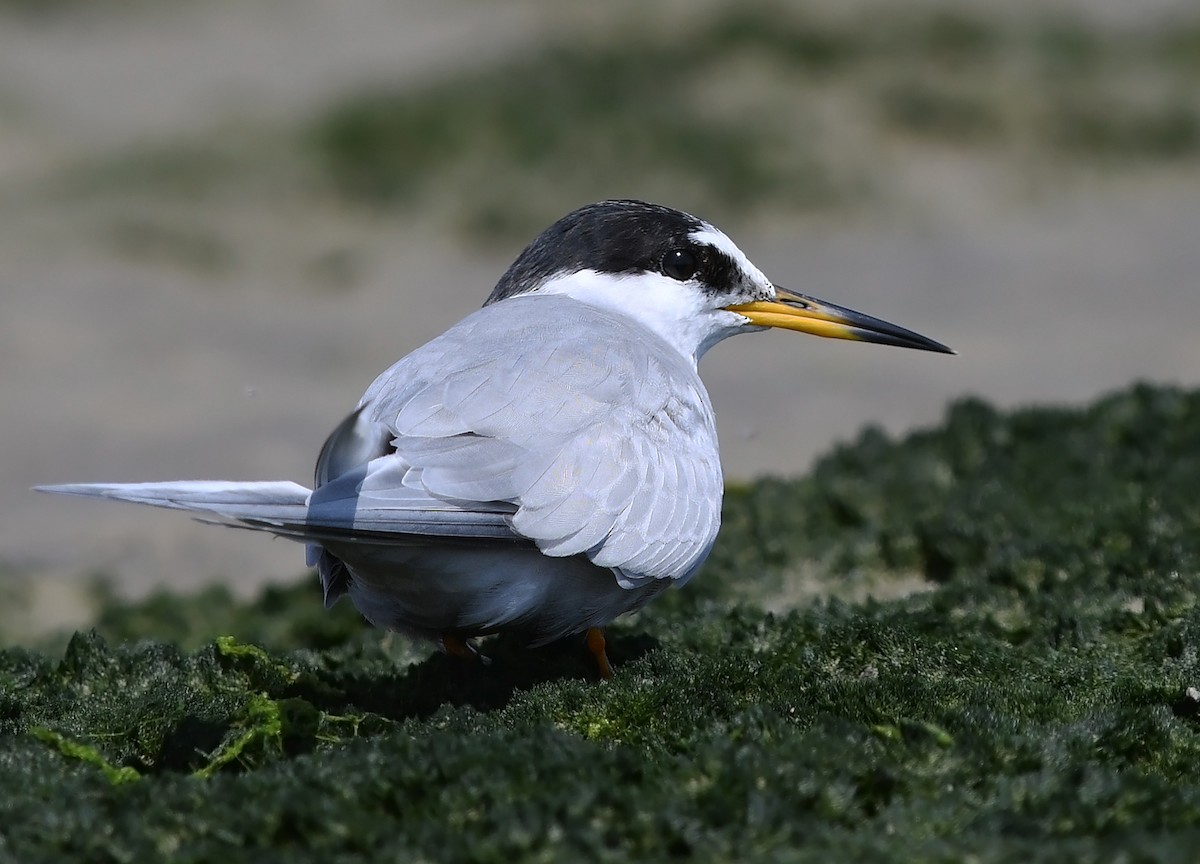 Peruvian Tern - ML475559241