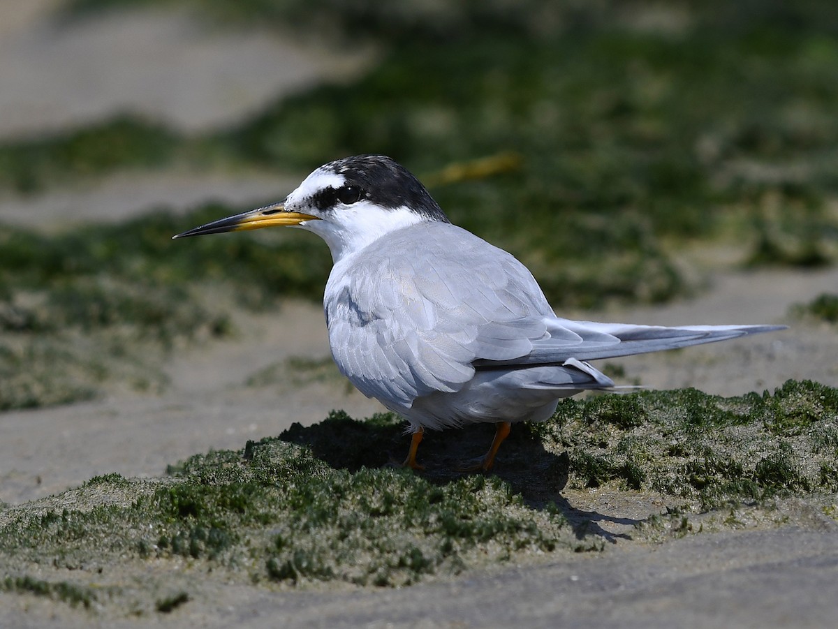 Peruvian Tern - ML475559261