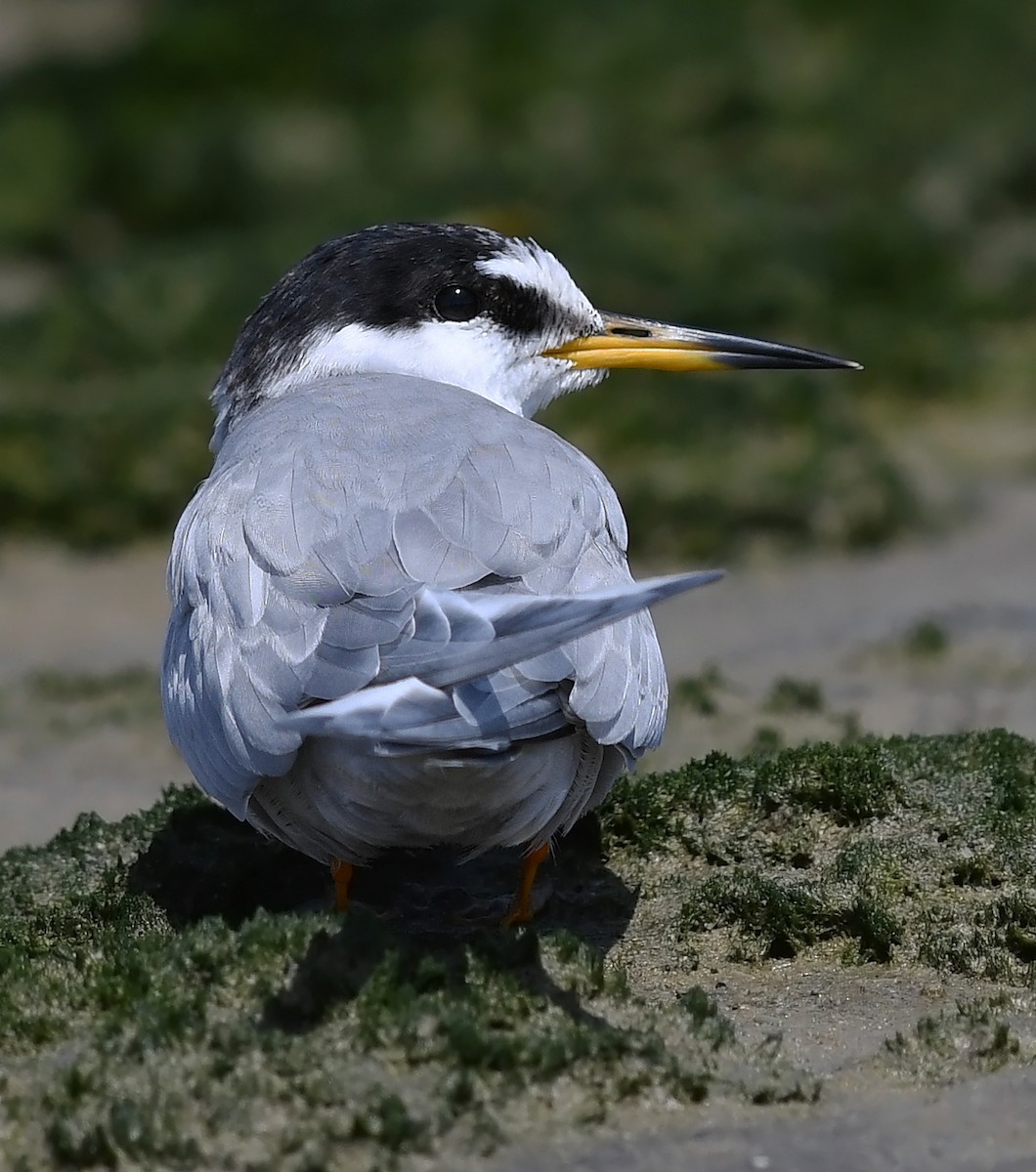 Peruvian Tern - ML475559271