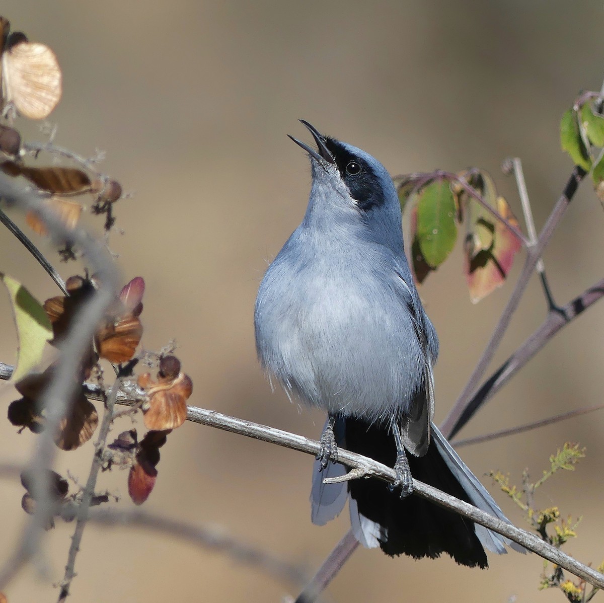 Masked Gnatcatcher - ML475559731