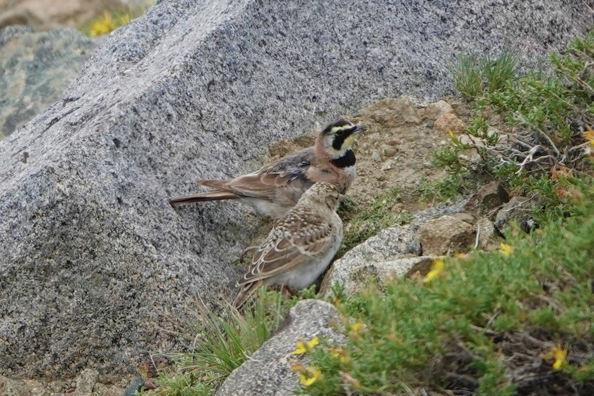 Эвэрт болжмор - ML475560591