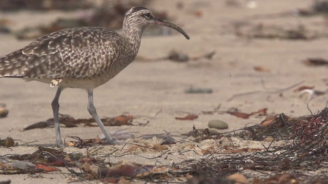 Whimbrel (Hudsonian) - ML475561