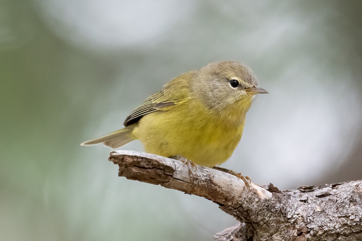 Orange-crowned Warbler - ML475561731