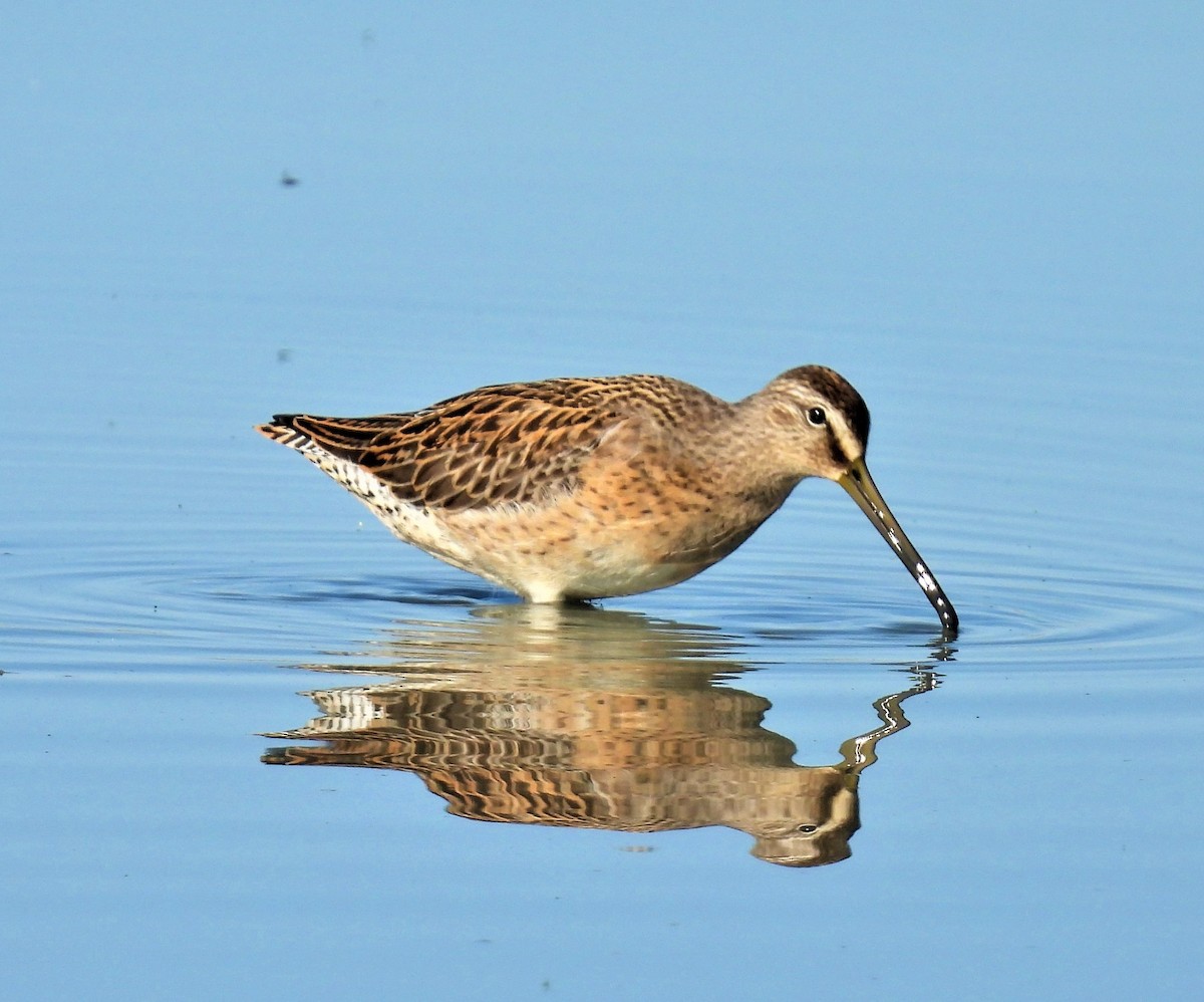 Short-billed Dowitcher - ML475562631