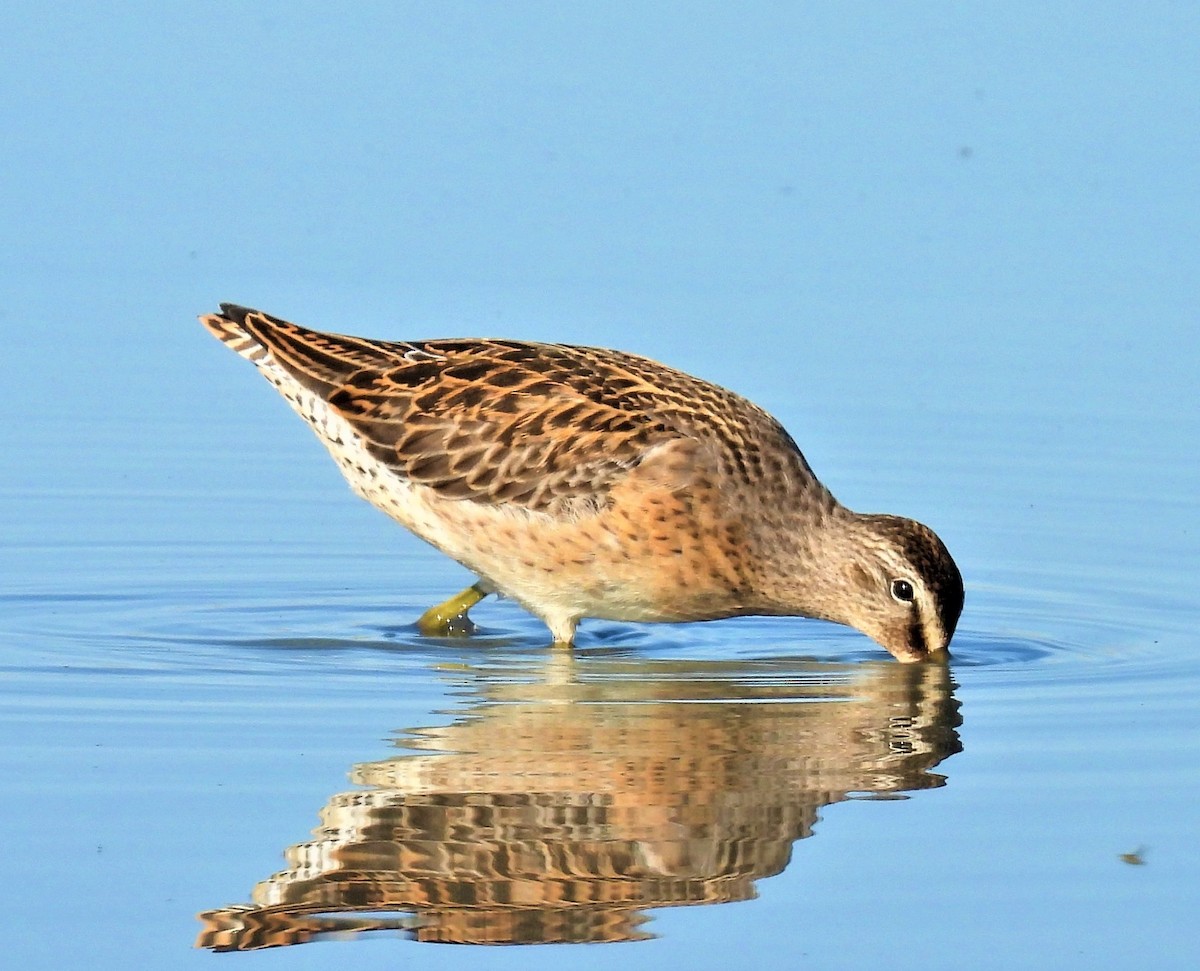 Short-billed Dowitcher - ML475562701