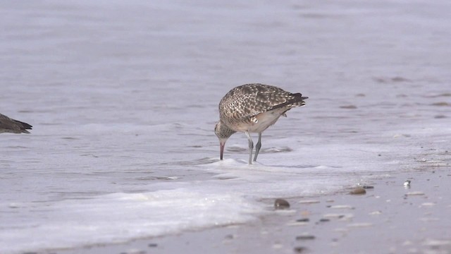 Kurlinta bekainduna (hudsoniarra) - ML475563