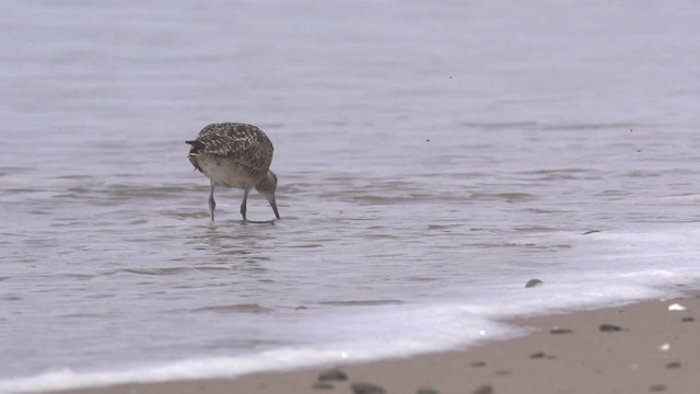 Whimbrel (Hudsonian) - ML475564