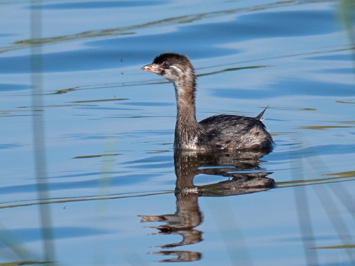 Pied-billed Grebe - Susan Elliott