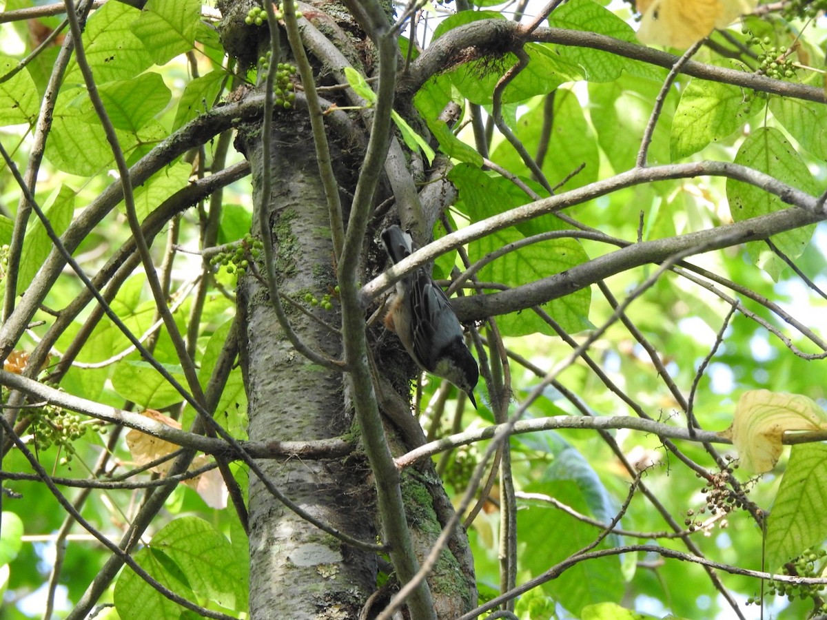 White-breasted Nuthatch - Bill Hooker